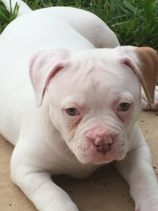 Mia