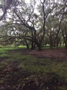 The Canopy