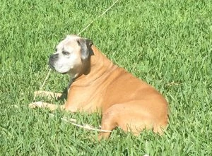 Pudgy 1